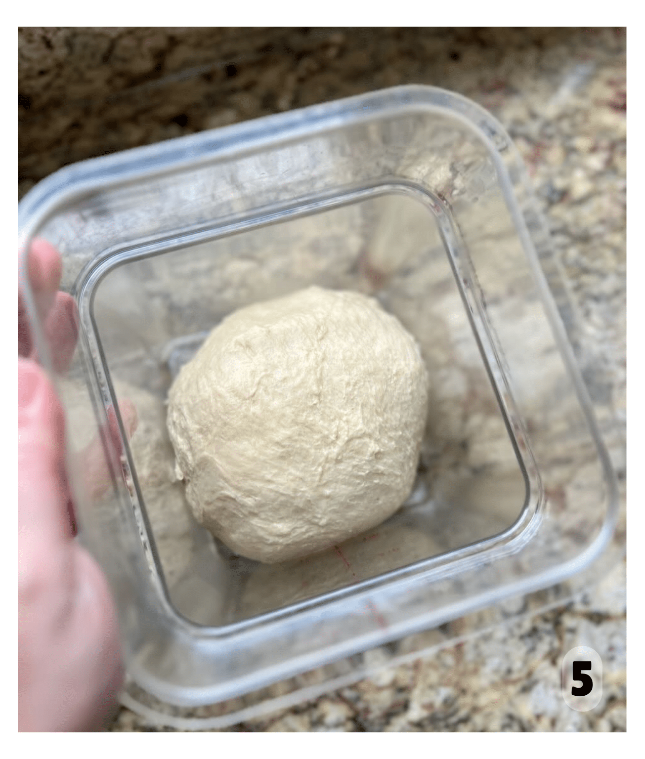 A smooth ball of sourdough potato roll dough rests in a clear container on a countertop, ready for bulk fermentation.
